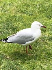 Chroicocephalus novaehollandiae