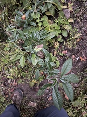 Piptanthus nepalensis