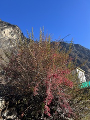 Berberis asiatica