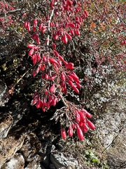 Berberis asiatica
