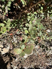 Berberis asiatica