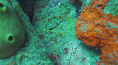 Apogon townsendi