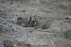 Chasmagnathus convexus