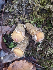 Calostoma lutescens