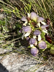 Disa cornuta