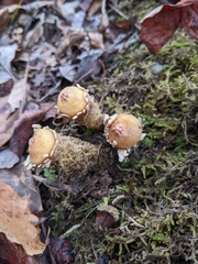 Calostoma lutescens