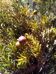 Podocarpus humbertii