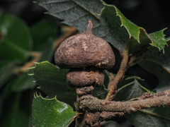 Heteroecus sanctaeclarae