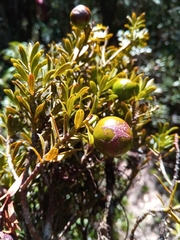 Podocarpus humbertii