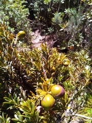 Podocarpus humbertii