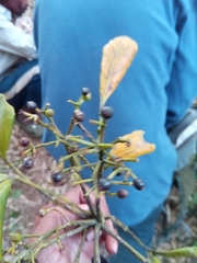 Polyscias fraxinifolia