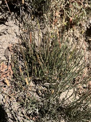 Ephedra gerardiana
