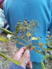 Polyscias fraxinifolia