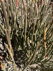 Ephedra gerardiana