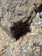 Bistorta vacciniifolia