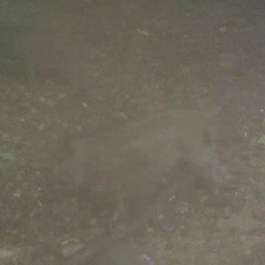 Sus scrofa leucomystax