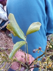 Polyscias fraxinifolia