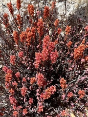 Bistorta vacciniifolia
