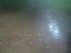 Sus scrofa leucomystax