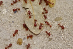 Pogonomyrmex barbatus