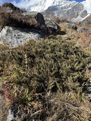 Juniperus squamata
