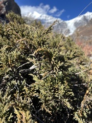 Juniperus squamata