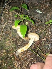 Cortinarius citrinifolius
