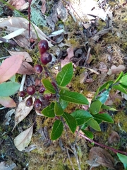 Vaccinium secundiflorum