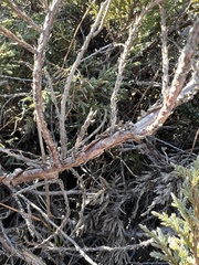 Juniperus squamata