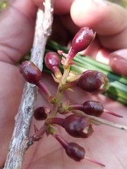Vaccinium secundiflorum