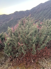 Juniperus recurva