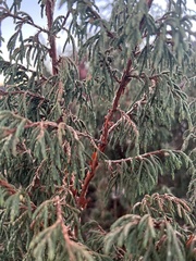 Juniperus recurva