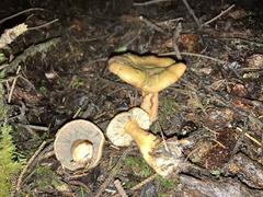 Lactarius aurantiosordidus