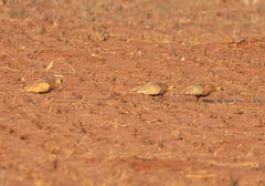 Pterocles personatus