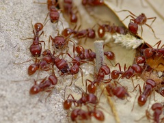 Pogonomyrmex barbatus
