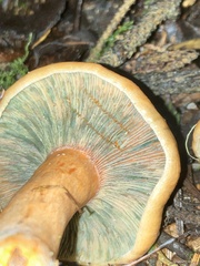 Lactarius aurantiosordidus