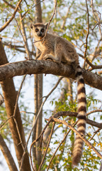 Lemur catta