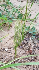 Polygonella articulata