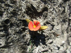 Gompholobium ecostatum