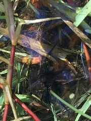 Sclerophrys gutturalis