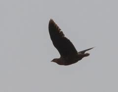 Pterocles personatus