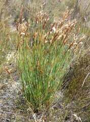 Elegia filacea