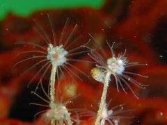 Ectopleura crocea
