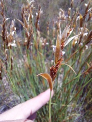 Elegia filacea