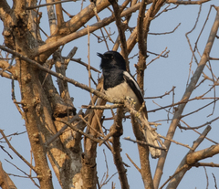 Copsychus albospecularis