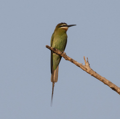 Merops superciliosus