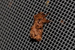 Callopistria rivularis