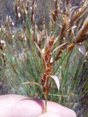 Elegia filacea