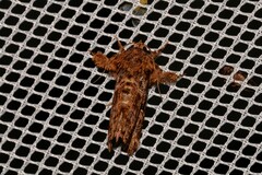 Callopistria rivularis