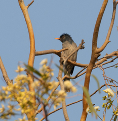 Hypsipetes madagascariensis